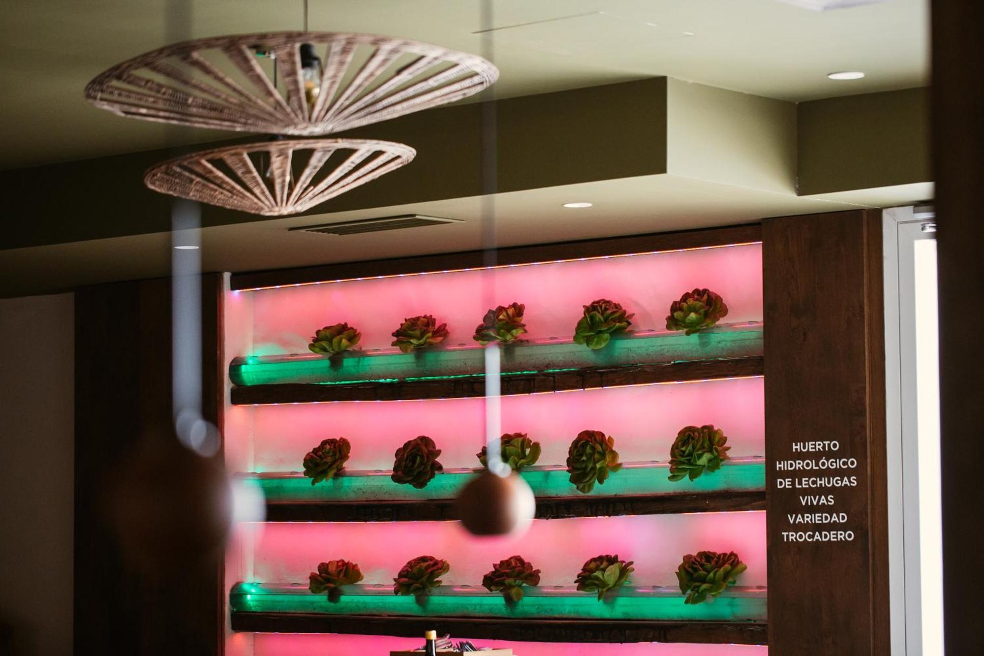 Lago Resort Menorca - Casas Del Lago Adults Only Cala en Bosch Esterno foto Lettuce grown in a hydroponic system